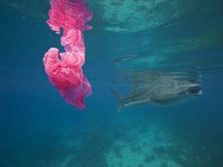 Contaminación en el mar