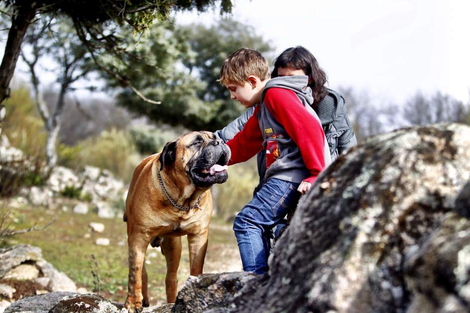 Perros de terapia para niños con autismo Perros de terapia para niños con autismo
