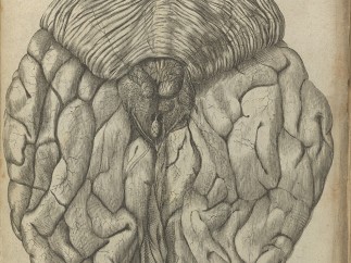 View of posterior brain From De Hominem by Rene Descartes