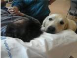 Perro de terapia Perro de terapia