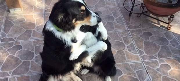 El abrazo entre Dewey y Blaze les convierte en las estrellas de Facebook por San Valentín