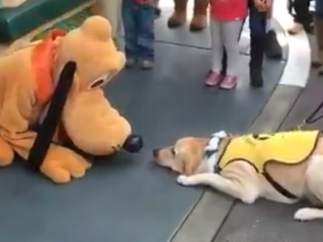 Un perro conoce a Pluto