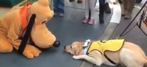 La emoción de un perro guía al conocer a Pluto en Disneylandia triunfa en Facebook