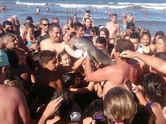 Muere acosado por turistas