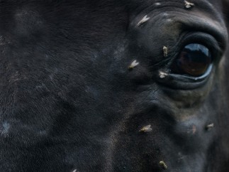 Monika Macdonald - 'In Abscence 10'

