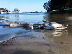 Una misteriosa criatura marina aparece muerta en un lago australiano