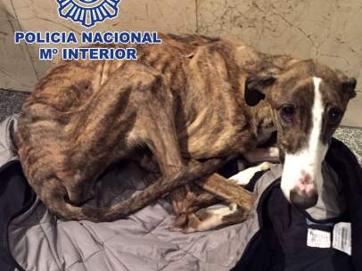 Hembra de galgo malherida y malnutrida