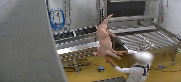 Una cámara oculta revela un brutal caso de maltrato animal en un matadero ecológico francés
