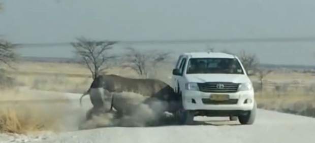 Imagen del momento en el rinoceronte embiste el vehículo
