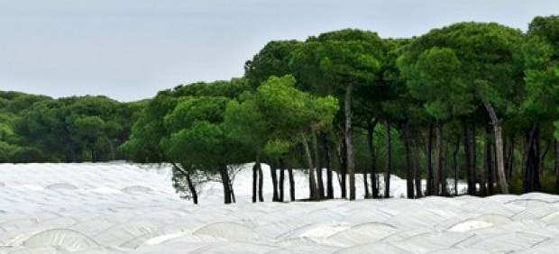 Las fresas amargas están secando Doñana