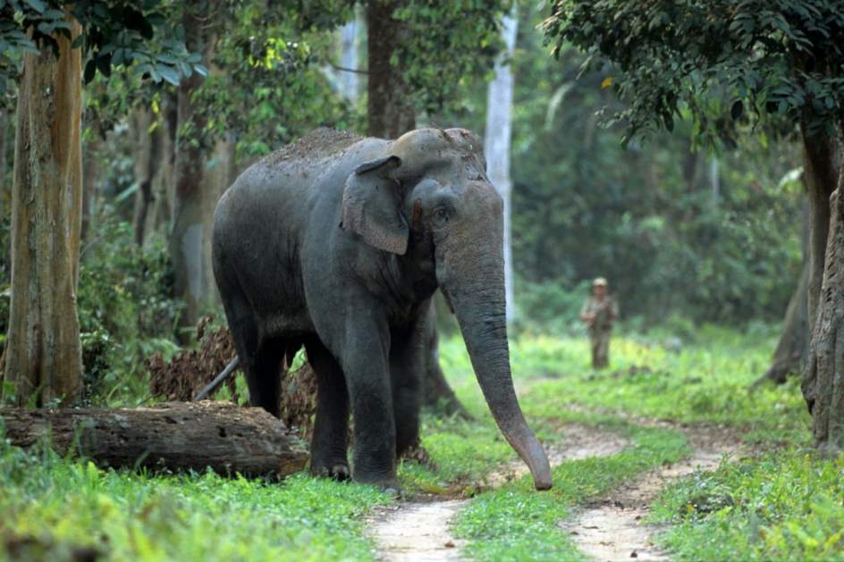 La medicina tradicional pone en peligro al elefante en Birmania