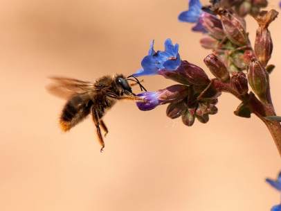 Abeja