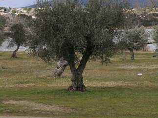 Pantano de Cazalegas,Nubes, Arbol, Olivo