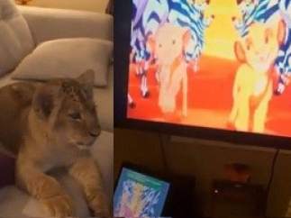 Dos leones viendo 'El Rey León'