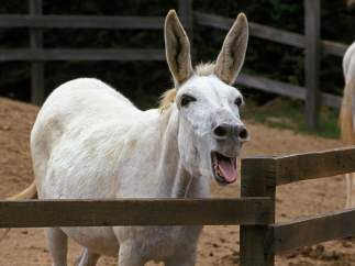 Burro