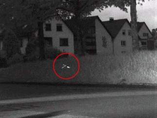 Periquito cazado