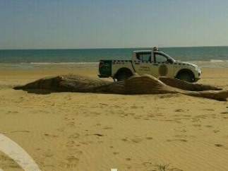 Ballena encontrada muerta en Doñana.