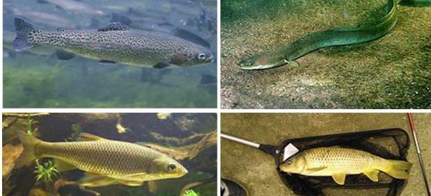 Investigación ecosistemas de embalses