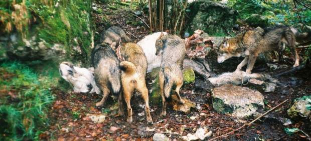 Manada de lobos comiendo carroña