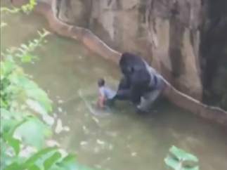 Gorila y niño