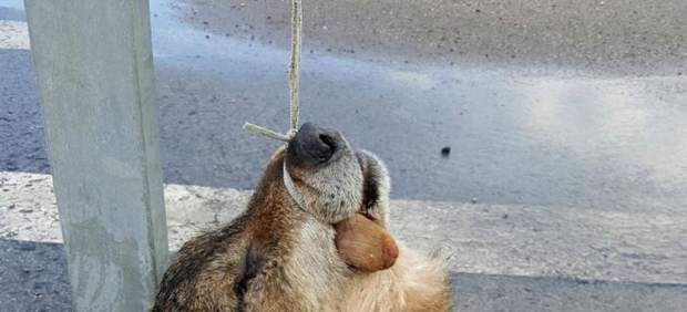 Cabeza de lobo decapitado en La Doriga.