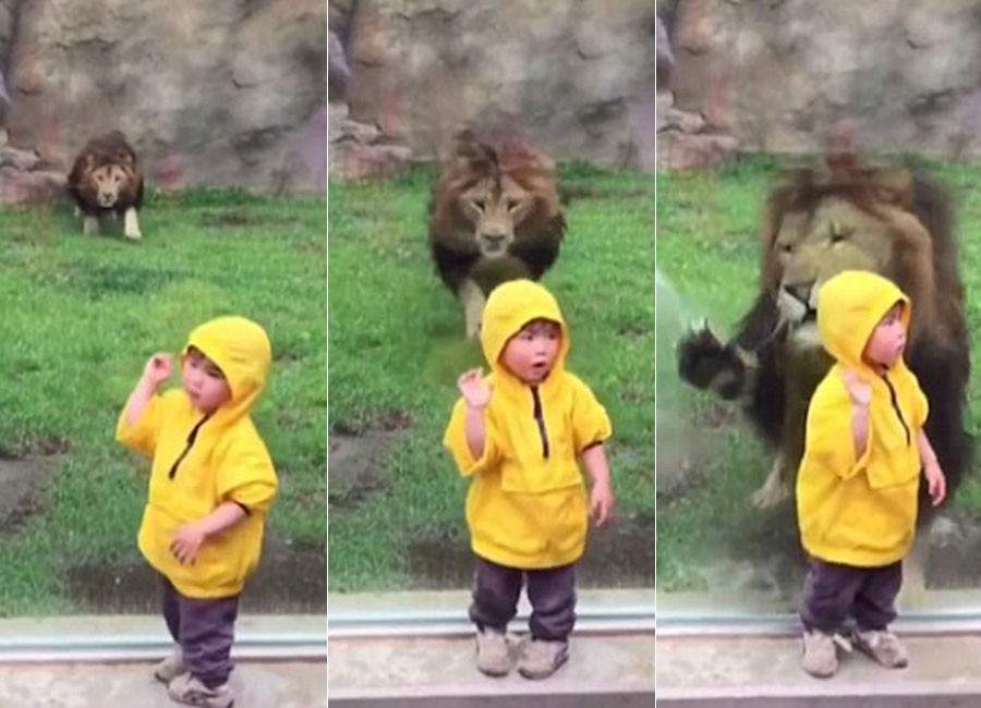 LEON ES UN FELINO leon es un felino: