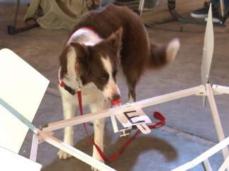 El olfato canino permite detectar el cáncer de próstata