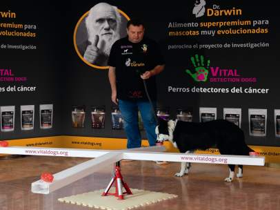Perro realizando prueba de deteccion de cáncer de próstata Dr. Darwin