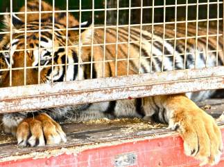 Tigre de circo