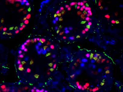 Los genes que cambian de función según una investigación de la UGR