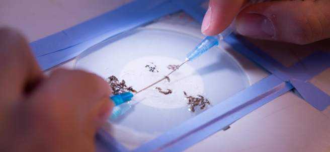 Mosquitos de la malaria