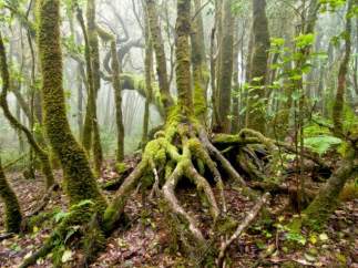 Bosque
