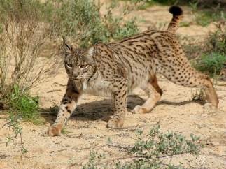 Lince ibérico