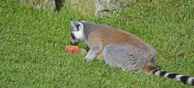 Los animales salvajes en Bioparc Valencia combaten el calor de forma “muy sabros