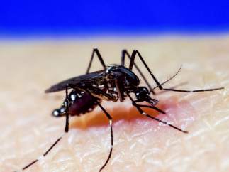 Mosquito A. Aegypti, dengue, zika, chikungunya