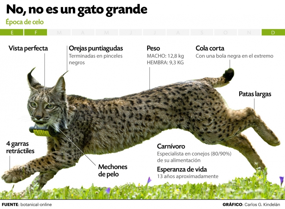 Perfil del lince ibérico