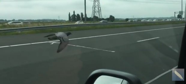 Una paloma vuela a 100 km/h en una carretera