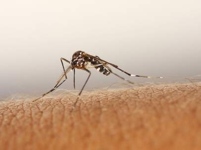 Mosquito Tigre