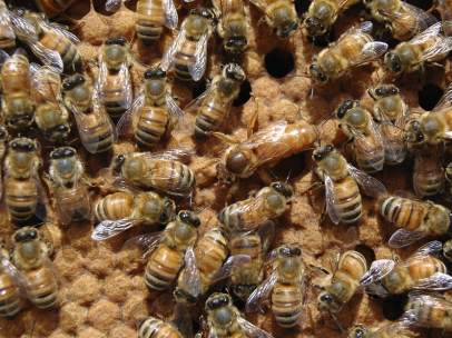 Abejas