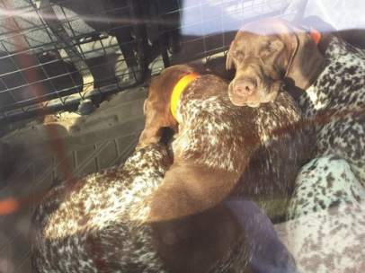 Perros al sol