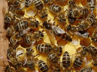 ABEJAS