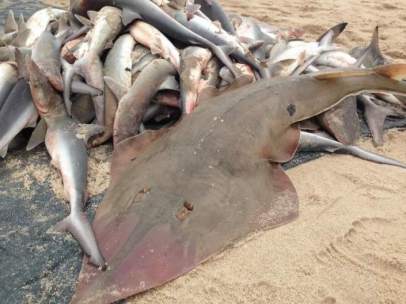 Exceso de pesca
