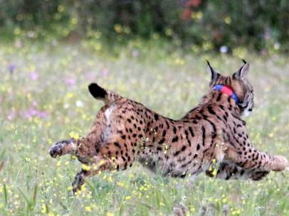 Lince ibérico