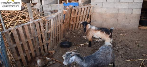 Estado en el que fueron encontrados algunos de los animales Estado en el que fueron encontrados algunos de los animales
