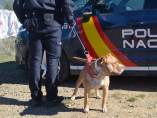 Peleas de perros Peleas de perros