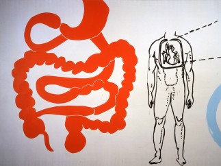 Andy Warhol, Physiological Diagram, 1985