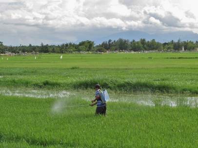Pesticidas, campo de arroz