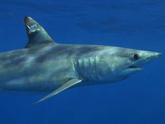 Tiburón