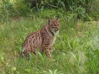 Lince ibérico