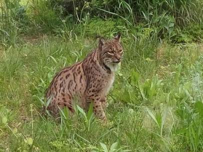Lince ibérico